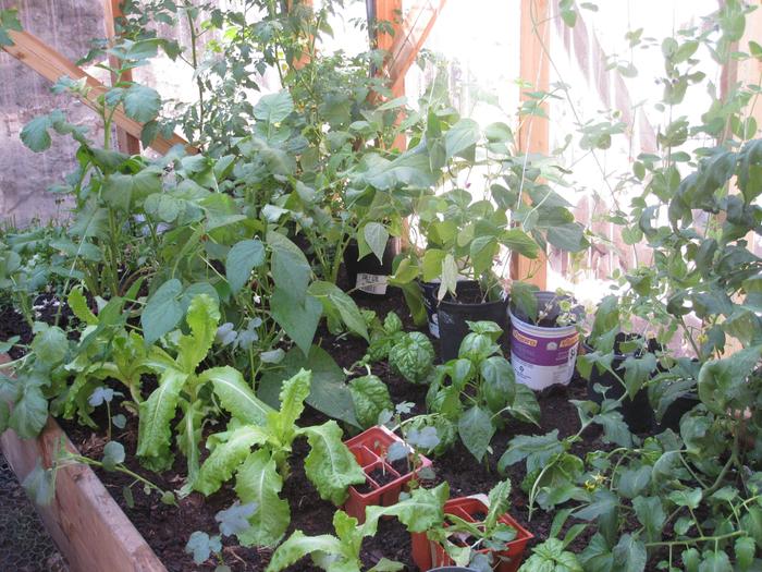 plants in the greenhouse