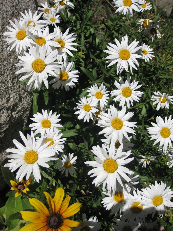 daisies