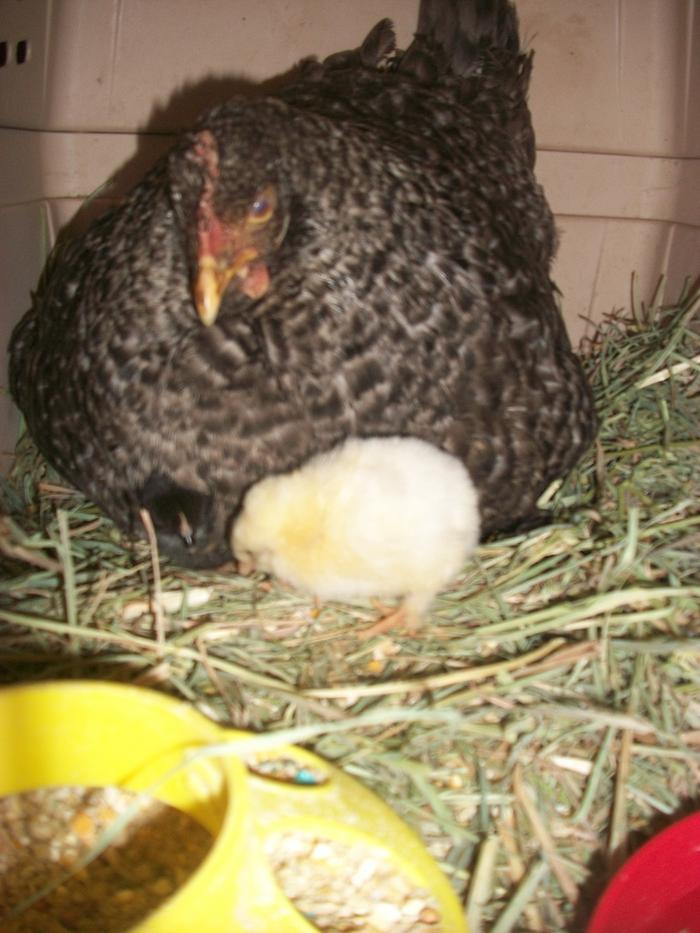 Mama Hen and chick