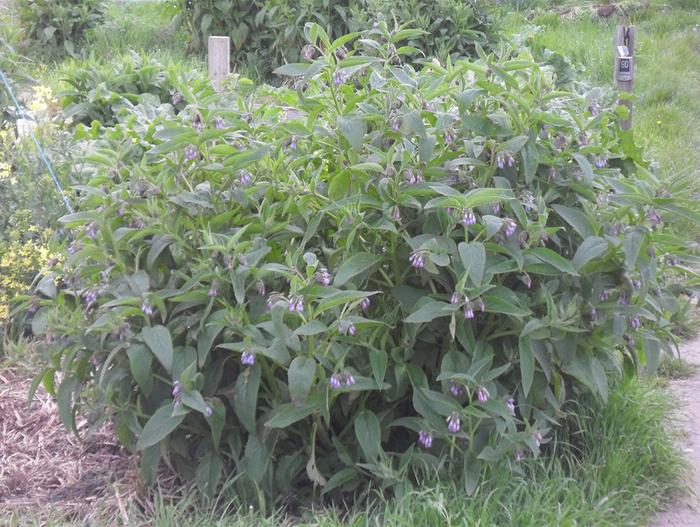 [Thumbnail for My-Favourite-Comfrey-Plant.jpg]
