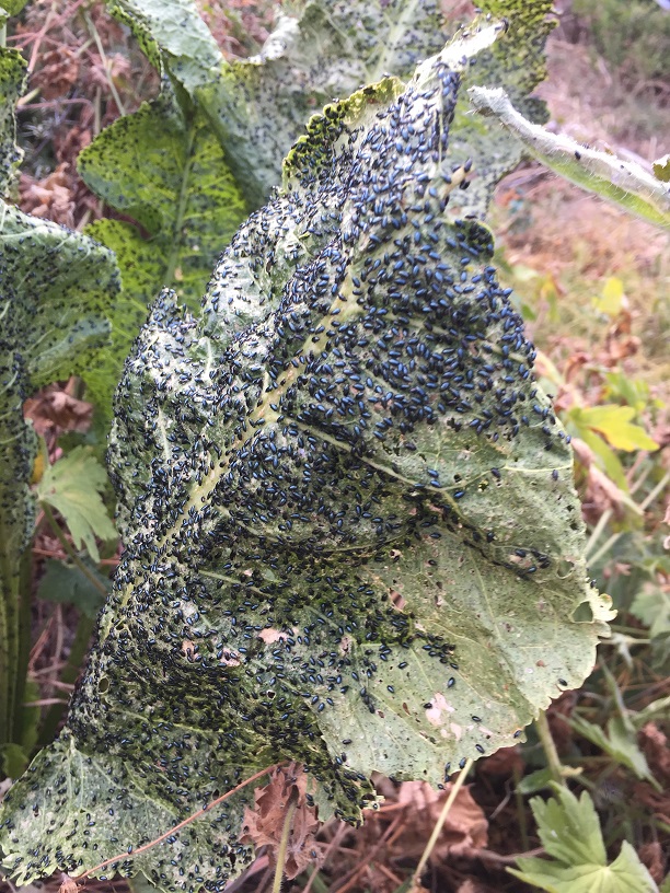 [Thumbnail for Flee-Beetle-Gallore.jpg]