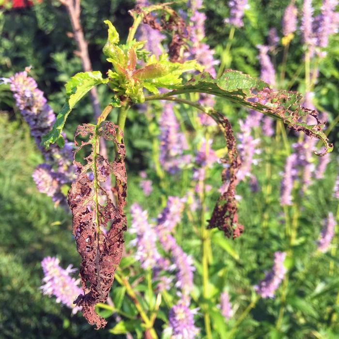 Cherry tree destroyed by Japanese beetles
