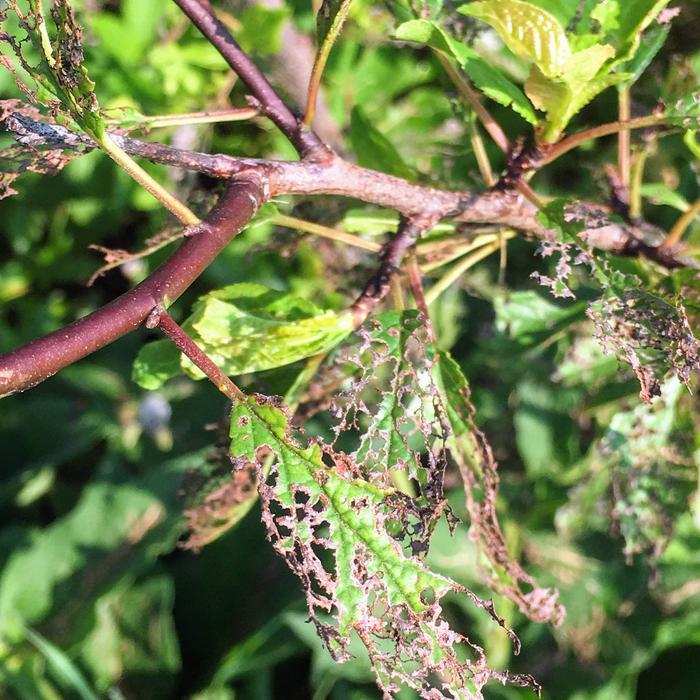 Closeup of cherry tree leaves decimated by Japanese beetles