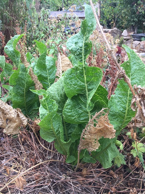 [Thumbnail for horse-radish-bounce-back.jpg]