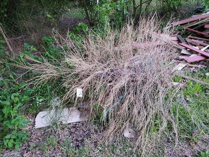 There was also lots of debris from a christmas tree farm that sets up in the field every winter, then leaves behind piles of crap. 