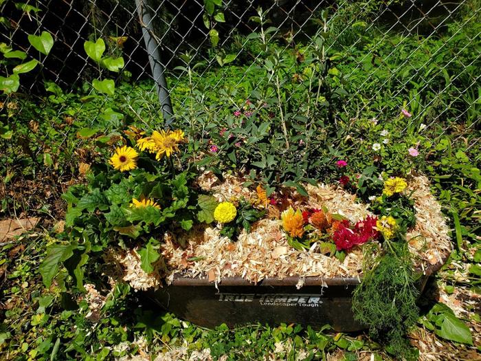 The biggest score/heartache is this wheelbarrow which had rusted and rotted out. Tripped on it in the weeds. Turned it into a pollinator garden.