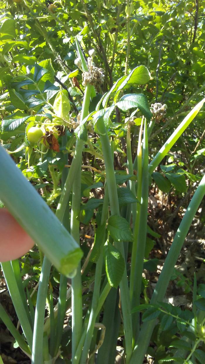 Welsh-onion-dripping-after-cut