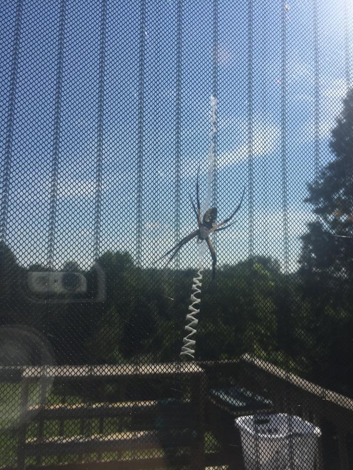 Our friendly neighborhood spider, I'll try not to disturb him