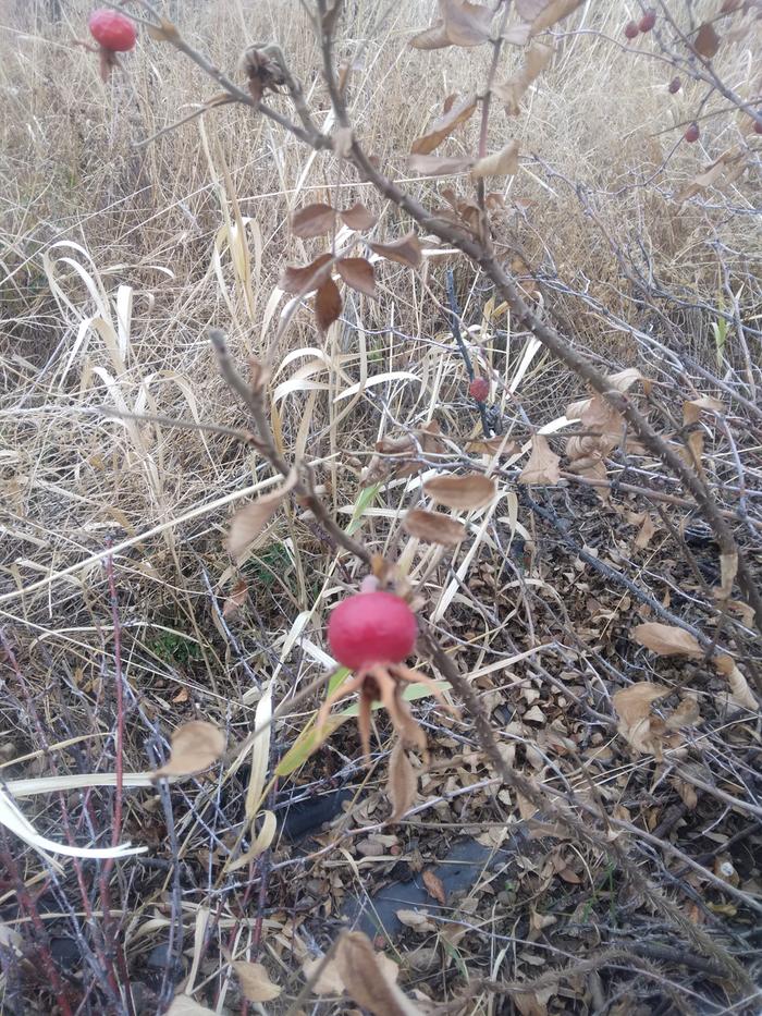 Harvesting rose hips