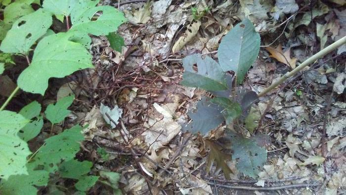 Steve's wonderful gift chokecherry with purple leaves growing next to a high bush cranberry.