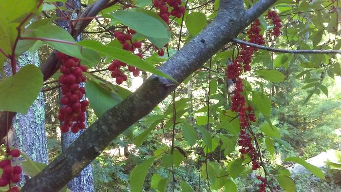 Schisandra draped over an autumn olive