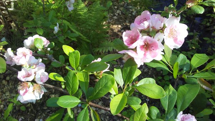 Toyo Nishiki flowering quince flowering :)