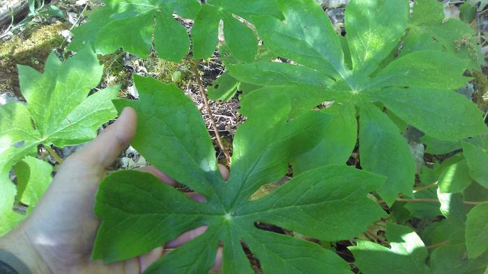 Mayapple leaves looking lovely in the herbaceous layer of the forest garden floor. Aren't they gorgeous?