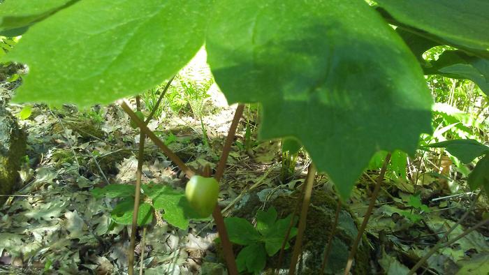 Peaking under the mayapple leaves at the flowers getting ready to pop open.