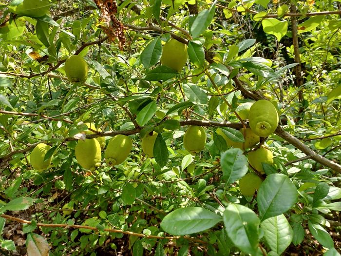 Fruiting branch of my 'Lemon' flowering quince seedling