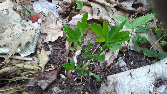 hardy citrus hybrid seedling after Maine winter