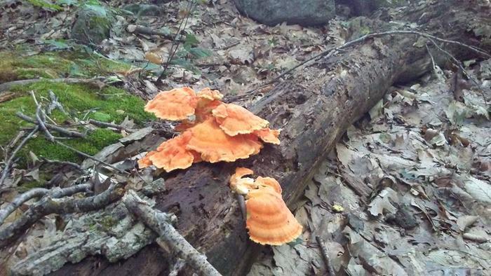 chicken of the woods