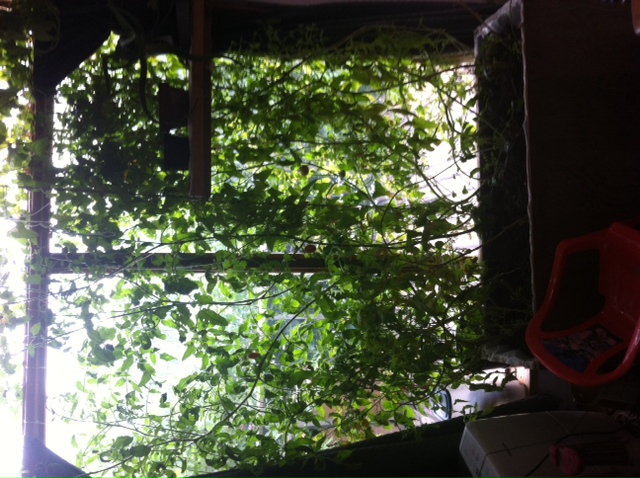 [Thumbnail for photo-2.JPG]