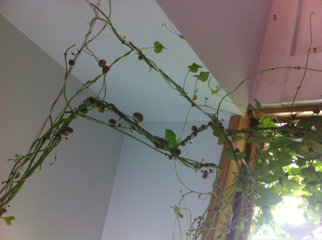 [Thumbnail for photo-4.JPG]