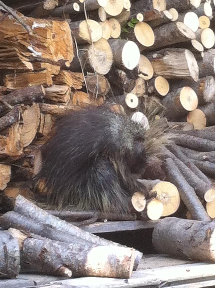 [Thumbnail for photo-1.JPG]