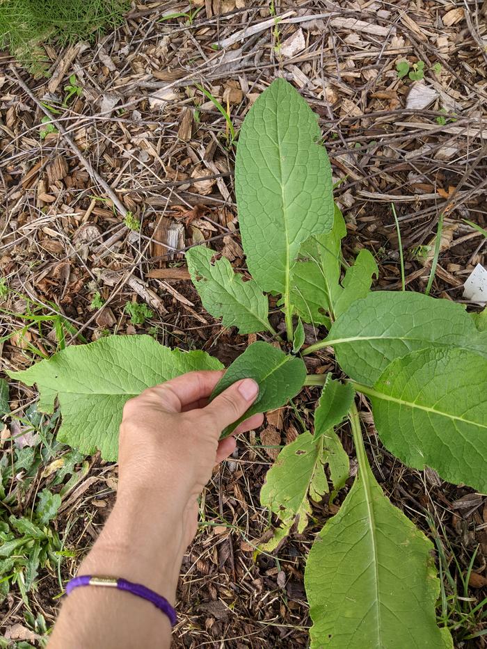 Picking a comfrey leaf