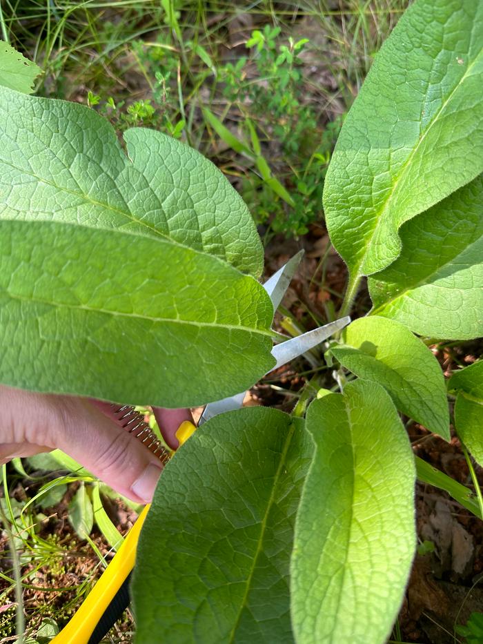 Harvesting comfrey from my yard