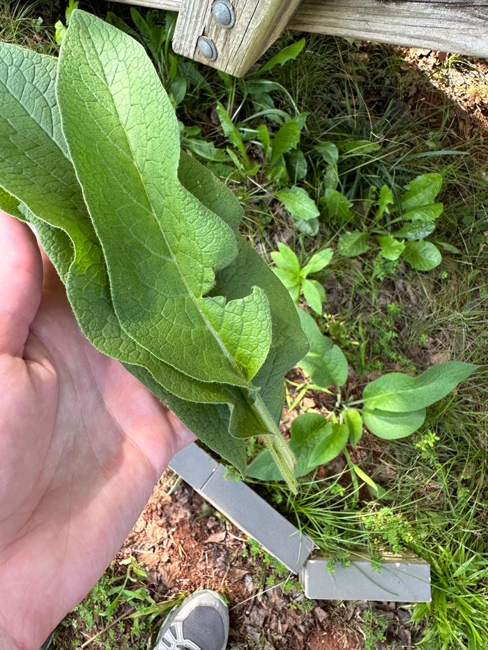 Harvested 4 leaves, then went back and harvested more, so about 10 leaves total