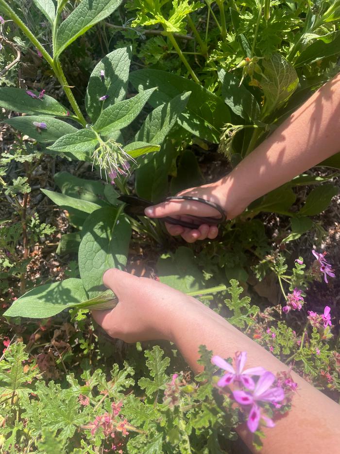 I picked the comfrey from my yard and used the poultice on a cut on my arm.