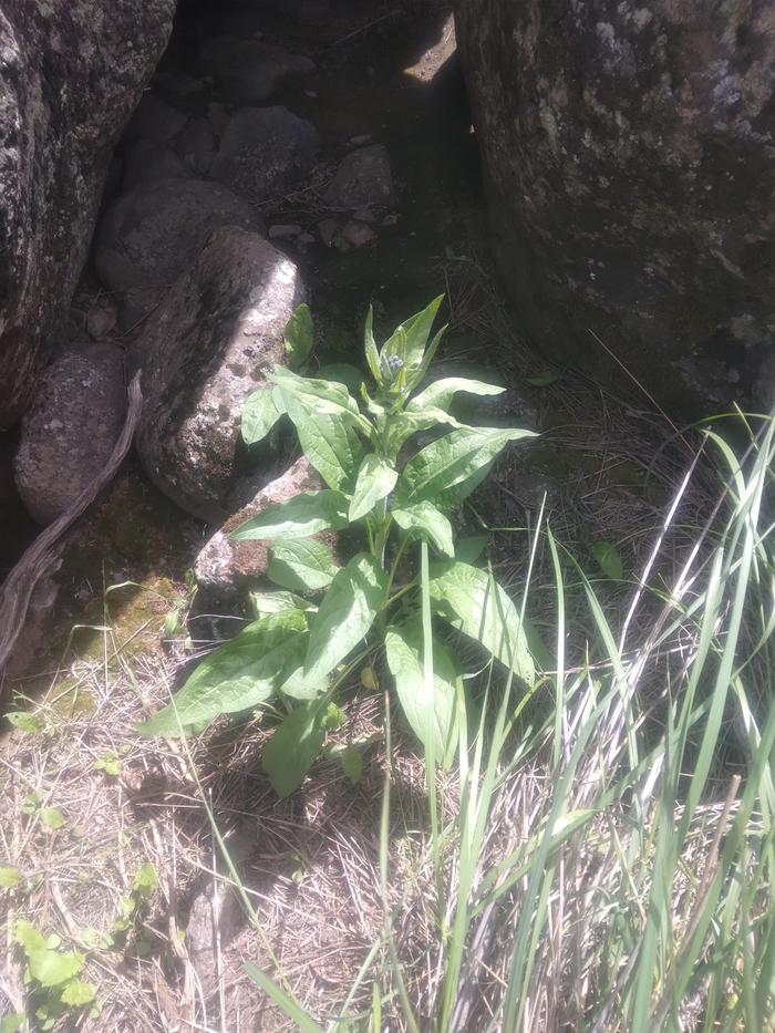 wild variety of comfrey, called hounds tongue