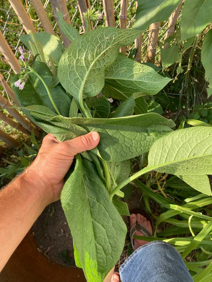 Harvesting the comfrey. 