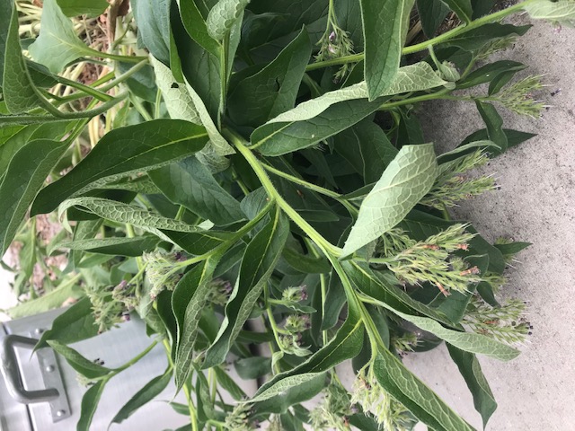 My flopped over comfrey plant in the front yard