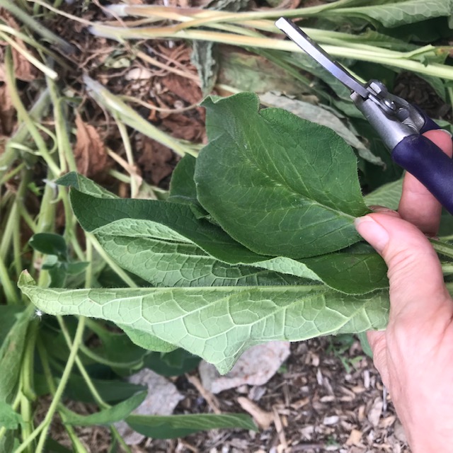 Cutting off the good leaves 