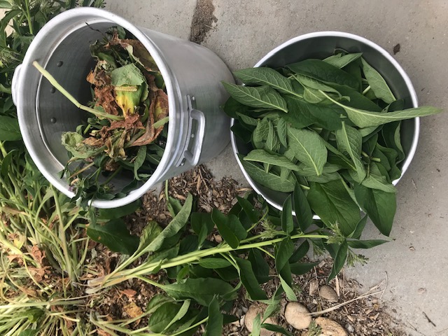 Bowl of good leaves and bucket of mulch clippings