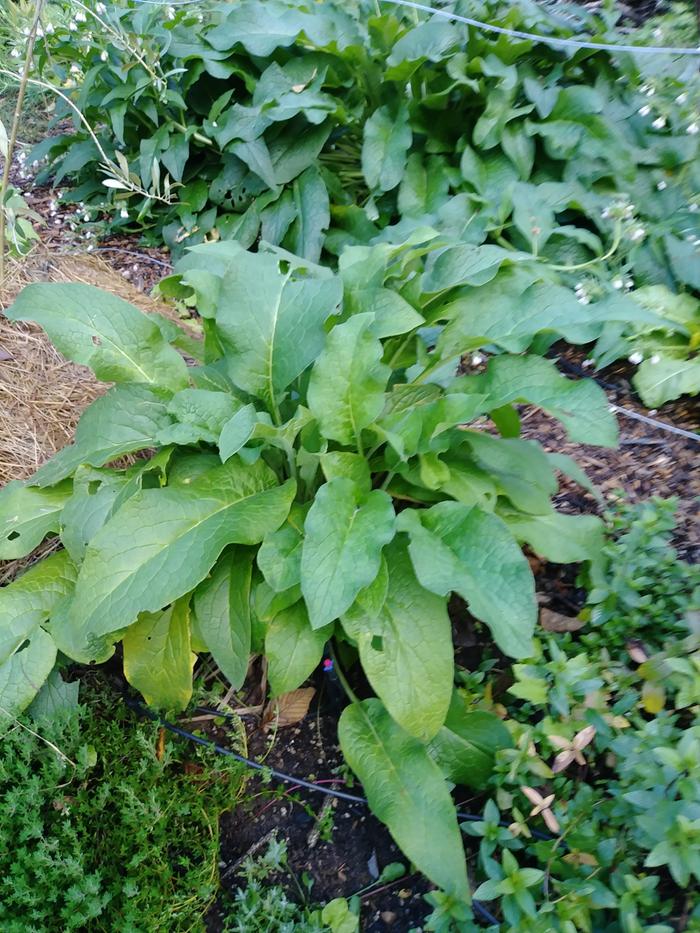 comfrey growing in the garden