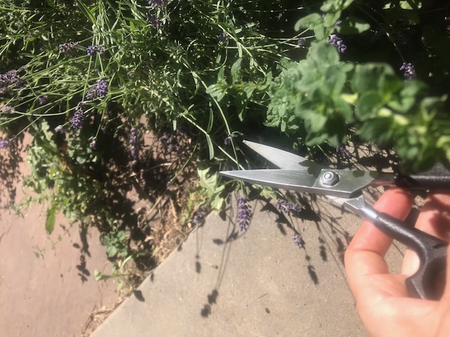 Clipping some lavender blossoms