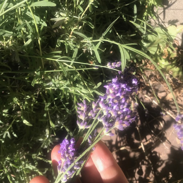 small bunch of blossoms (a little goes a long way with lavender)