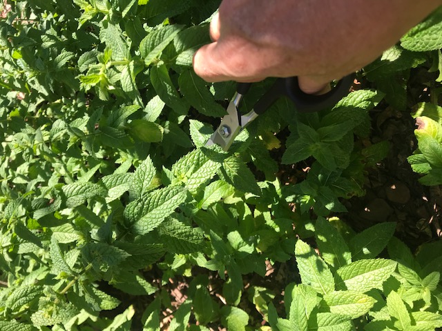 Clipping the mint