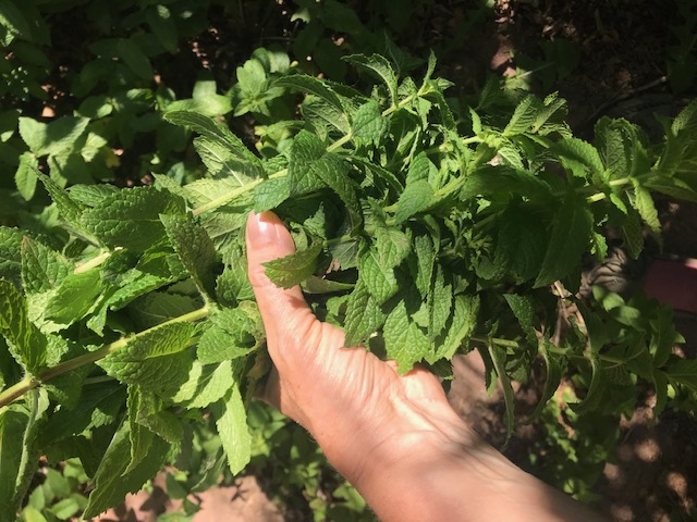 Bunch of mint (too much for infusion!)