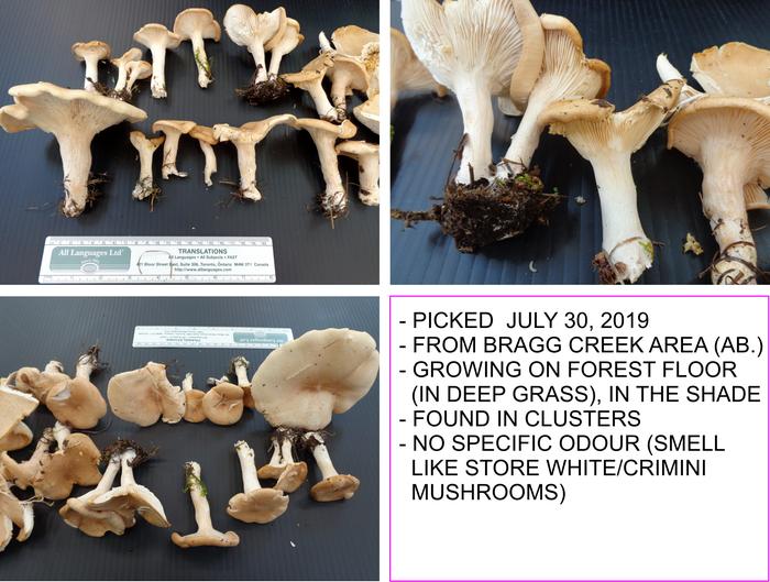 [Thumbnail for Mushrooms-Picked_2.jpg]