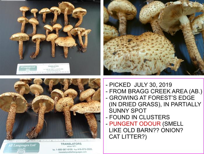[Thumbnail for Mushrooms-Picked_3.jpg]