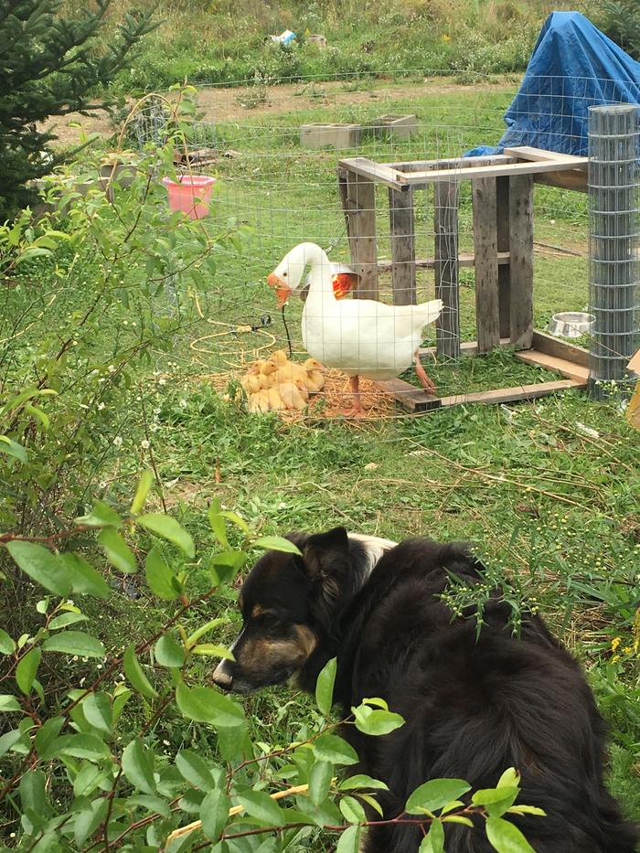 Goose dog body language 