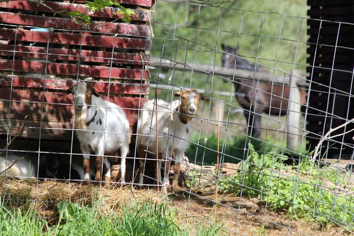 Barakah Heritage Farm