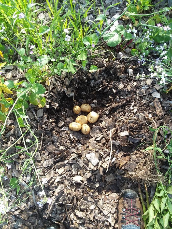 potato growing in wood chip