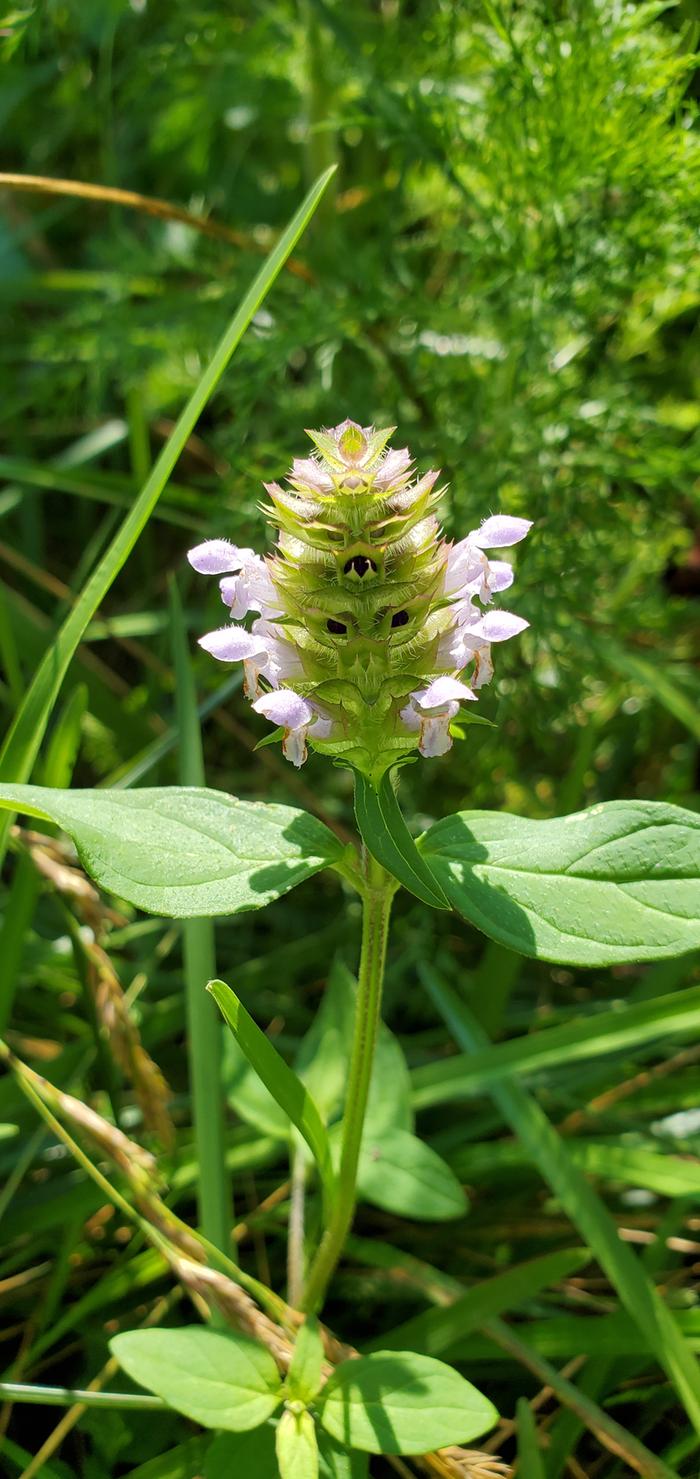 Self-Heal/All-Heal (prunella vulgaris) flower