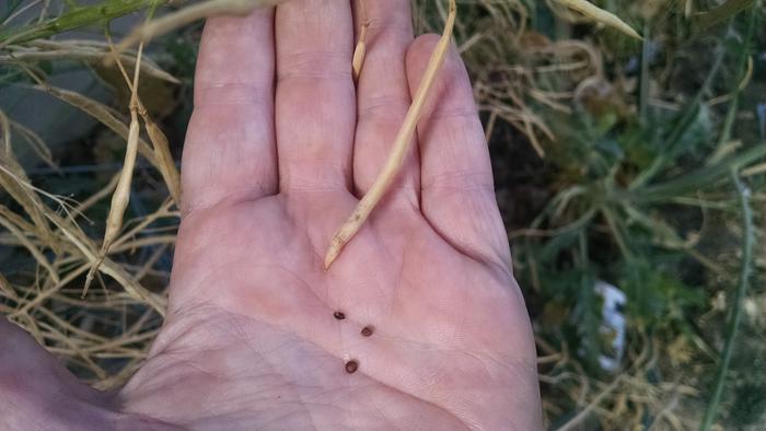 Brassica seed pods and seeds