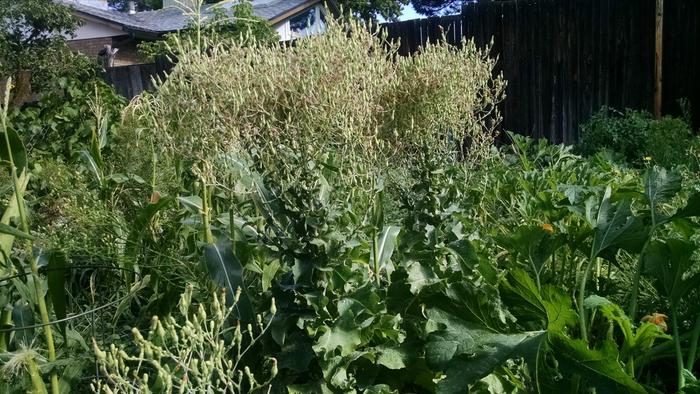 Lettuce seed plants