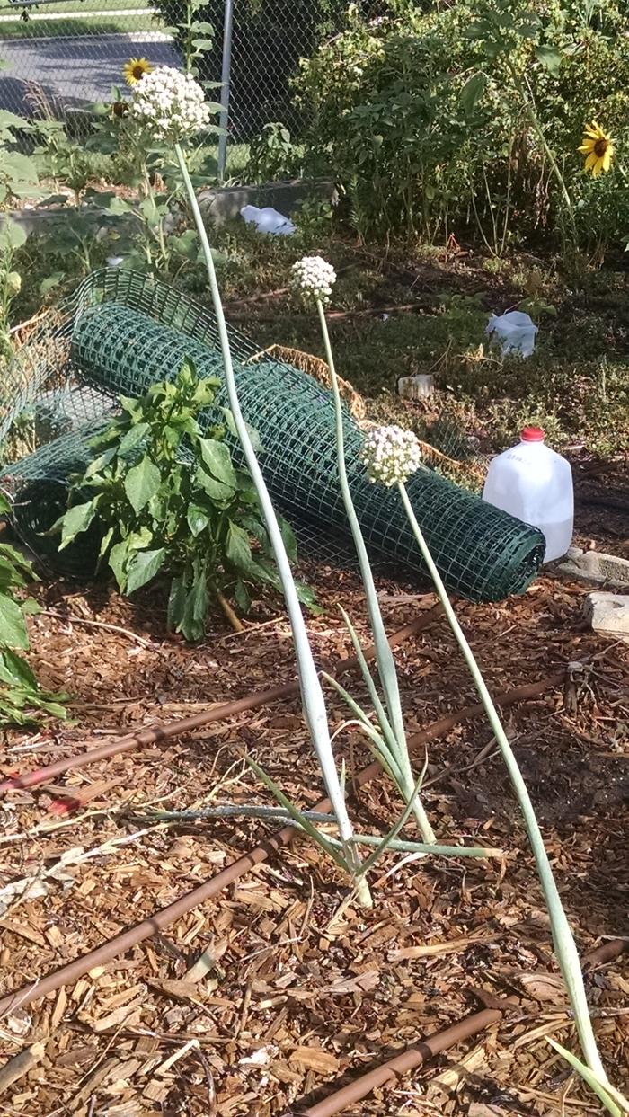 Onion seed stalks
