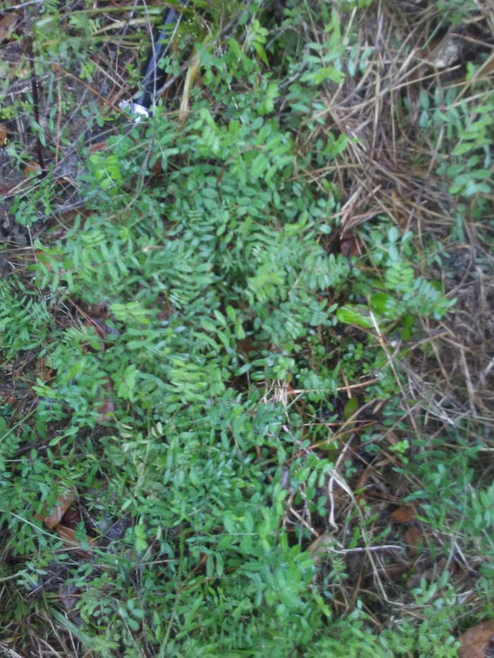 legume volunteers