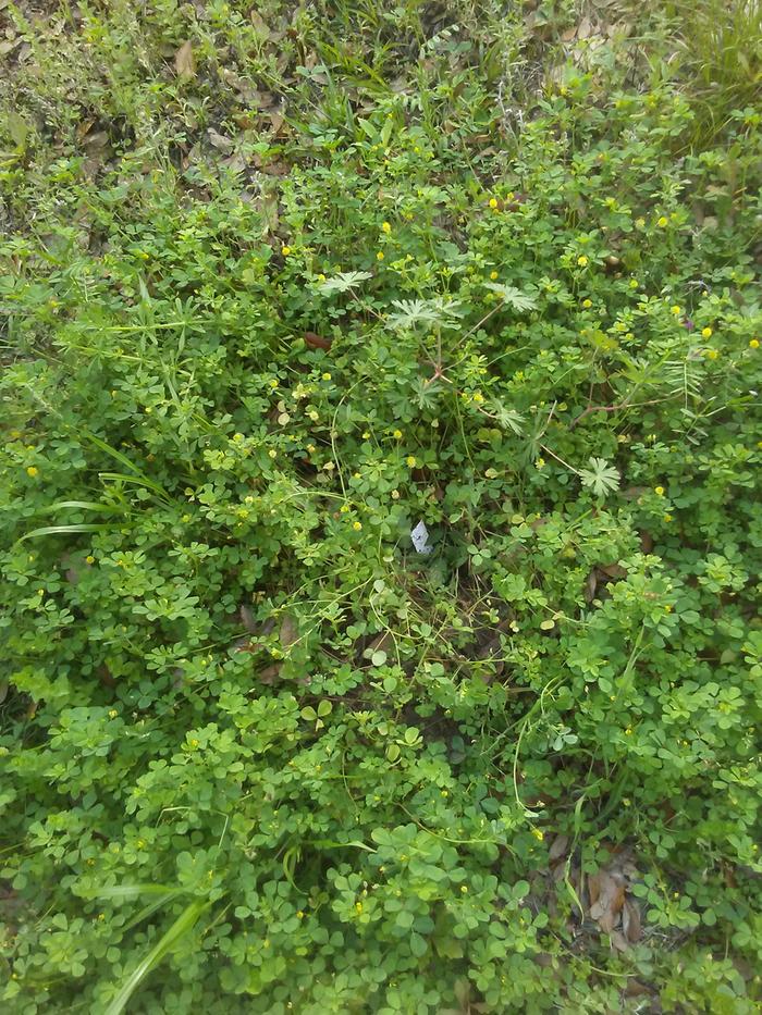 Tomato transplanted in clover