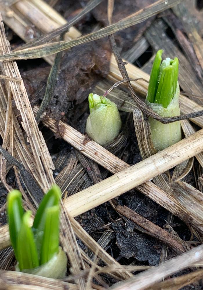 First crocuses!